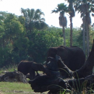 African Elephants