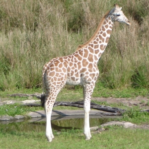 Baby Reticulated Giraffe