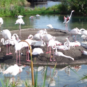 Greater Flamingo