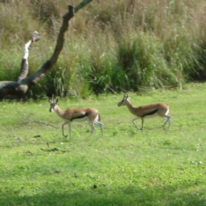 Thompson's Gazelle