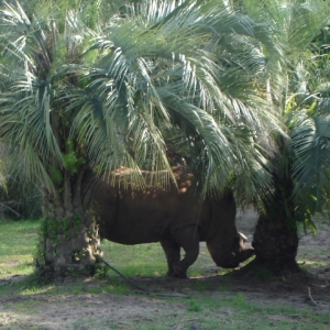 White Rhinoceros