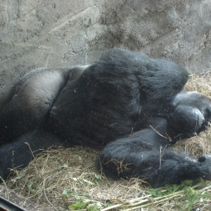 Lowland Gorilla
