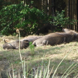 Warthog