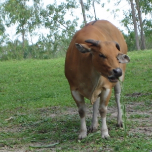 Banteng