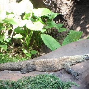 Komodo Dragon
