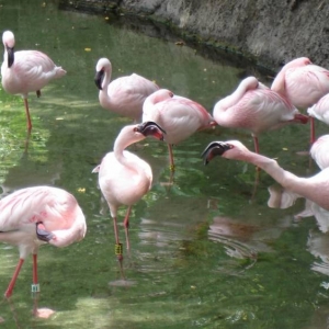 Greater Flamingo