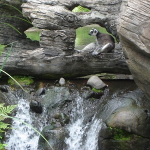 Ring-Tailed Lemur
