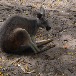 Kangaroo