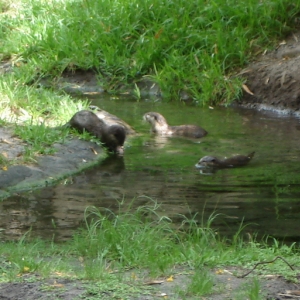 Sea Otters