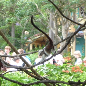 Cotton-top Tamarin
