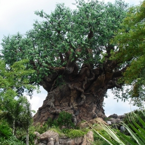 Tree of Life