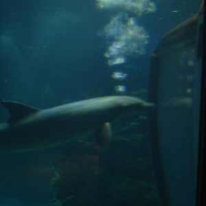 Dolphin blowing bubbles