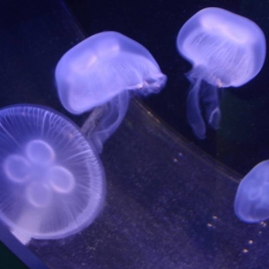 Jellyfish