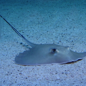 Stingray