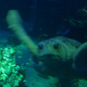 Sea Turtle