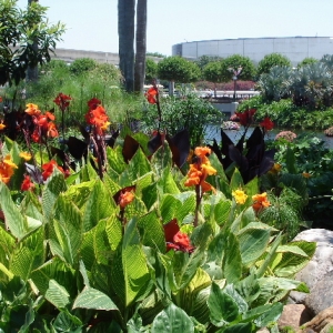 Flower & Garden Festival
