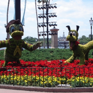 Pirate Donald & Pluto topiary