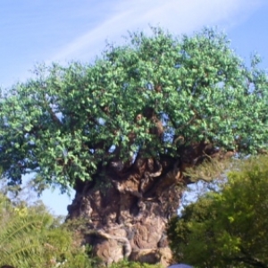 florida_180