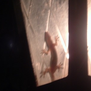 Lizard_Lamp