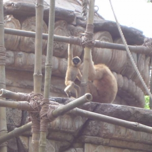 Mother and Baby Gibbon