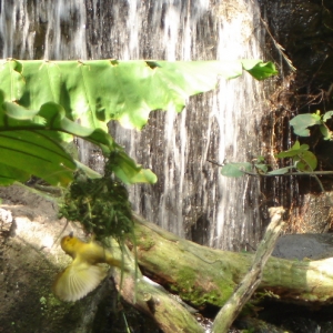 Taveta Golden Weaver