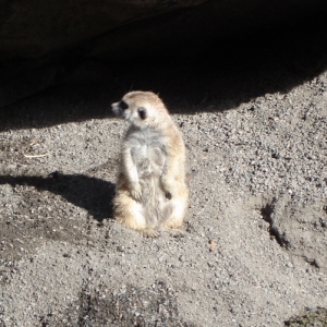 Meerkat