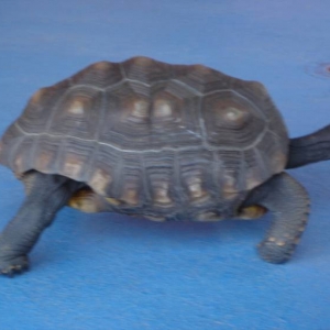 Turtle Action Shot