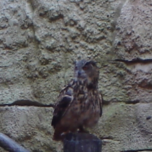 Owl at Flights of Wonder