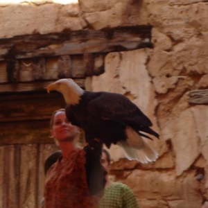 Bald Eagle at Flights of Wonder