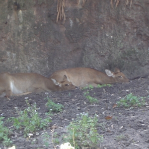 Eld's Deer