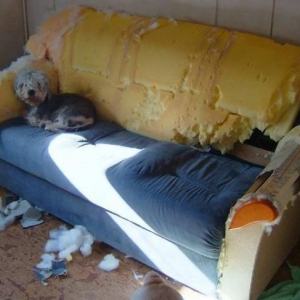dogoption