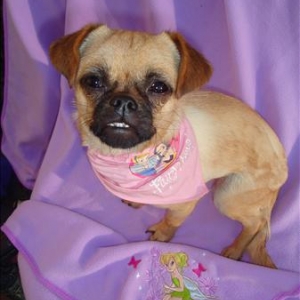 Tinkerbell the Disney princess