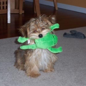 Scrappy_Doo1