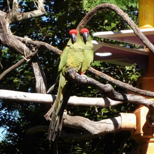 Red-crowned Parrot