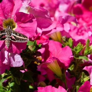 Hummingbird Moth #2