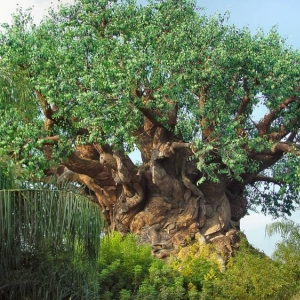 TreeofLife-13