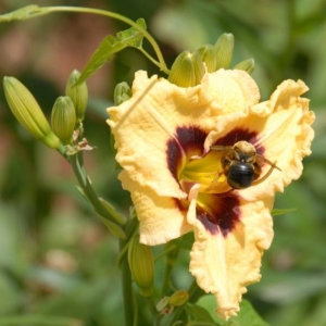daylily_in_june