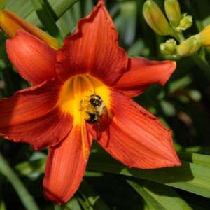 junedaylilly
