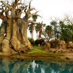 baobobupsidedowntree
