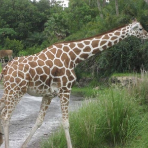 2girraffe