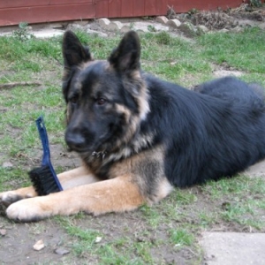 brush