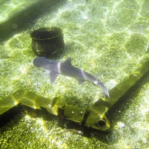 Shark - Typhoon Lagoon