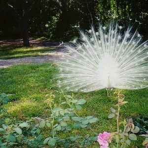 WHITE PEACOCK @ FWC