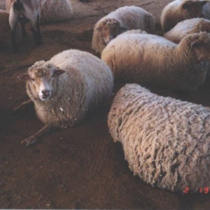 EWE's Abound