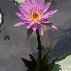 Obligatory flower shot.