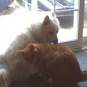 My cat Spitfire and my dog Shetan