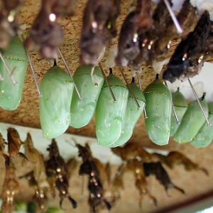 chrysalis
