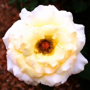 Rose at EPCOT 2007
