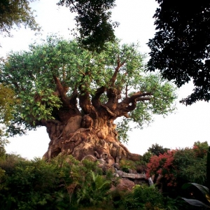 Tree of Life