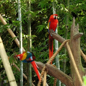 Perdy Birds
